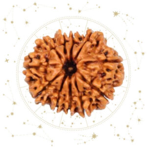 Nepali Gyaarah(11) Mukhi Rudraksha