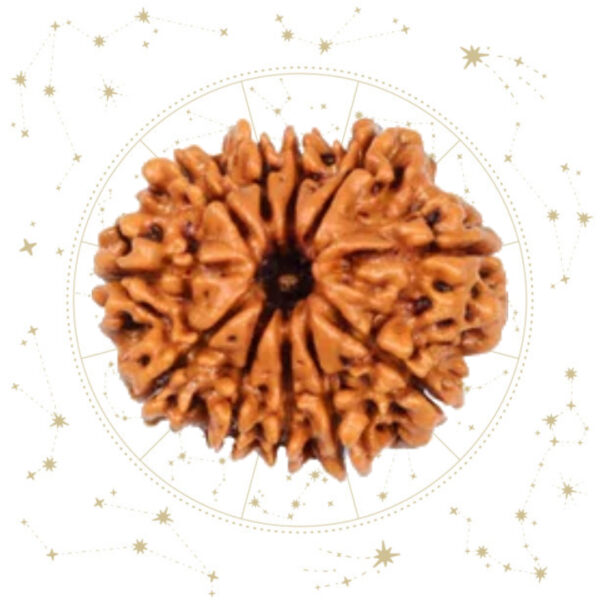 Nepali Gyaarah(11) Mukhi Rudraksha