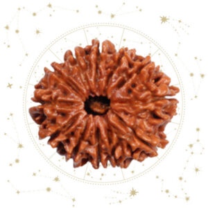 Nepali Barah(12) Mukhi Rudraksha