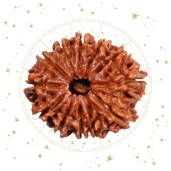 Nepali Barah(12) Mukhi Rudraksha