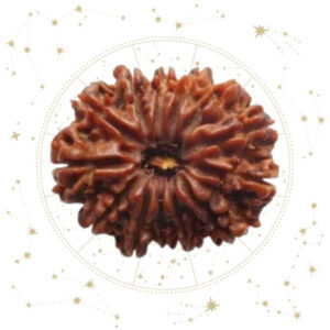 Nepali Tehrah(13) Mukhi Rudraksha