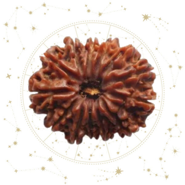 Nepali Tehrah(13) Mukhi Rudraksha
