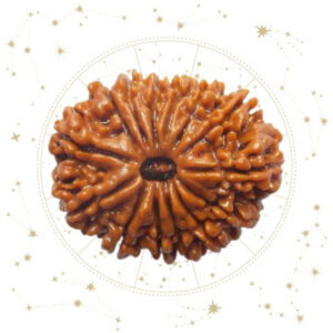 Nepali Chaudah(14) Mukhi Rudraksha