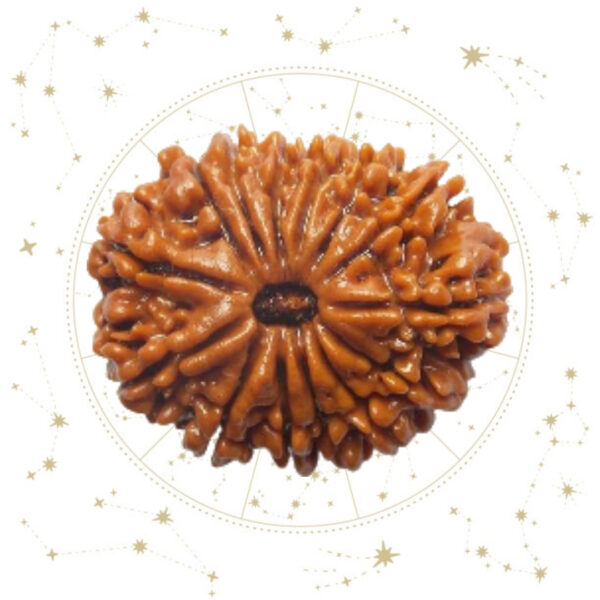 Nepali Chaudah(14) Mukhi Rudraksha
