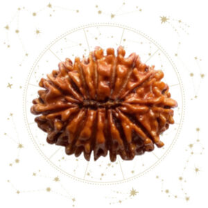 Nepali Pandrah(15) Mukhi Rudraksha