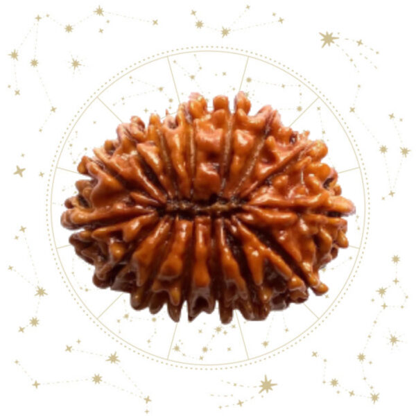 Nepali Pandrah(15) Mukhi Rudraksha