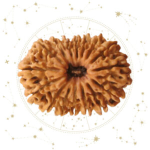 Nepali Solah(16) Mukhi Rudraksha