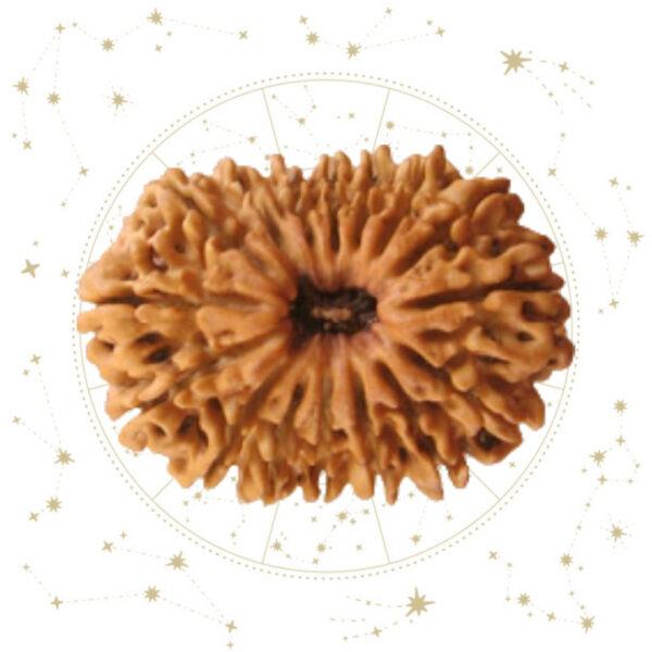 Nepali Solah(16) Mukhi Rudraksha