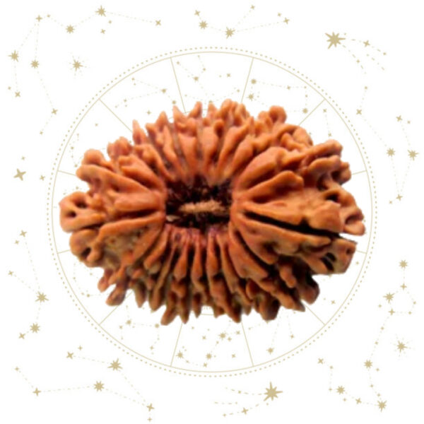 Nepali Satrah(17) Mukhi Rudraksha