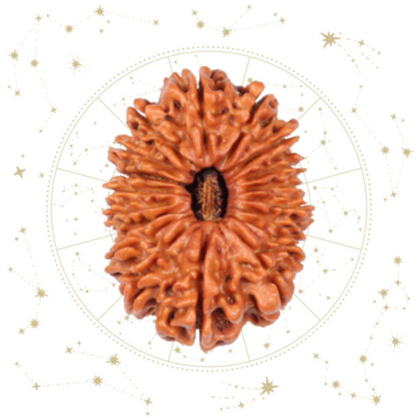 Nepali Atharah(18) Mukhi Rudraksha
