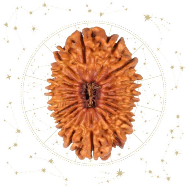 Nepali unnis(19) Mukhi Rudraksha