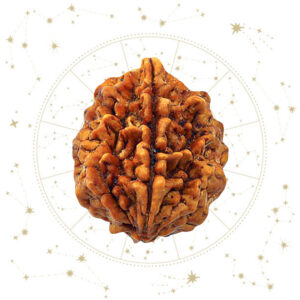 Nepali Do Mukhi Rudraksha