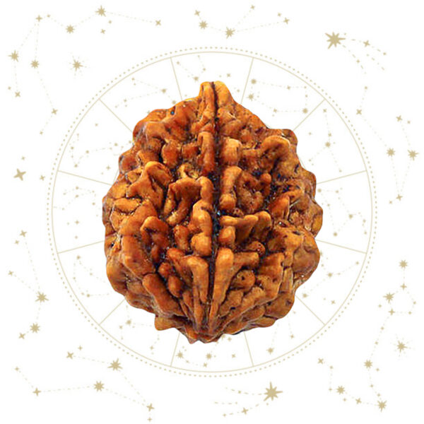 Nepali nine(9) Mukhi Rudraksha