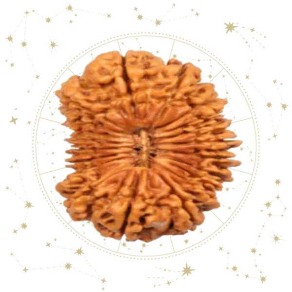 Nepali Eikees(21) Mukhi Rudraksha
