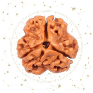 Nepali Teen Mukhi Rudraksha
