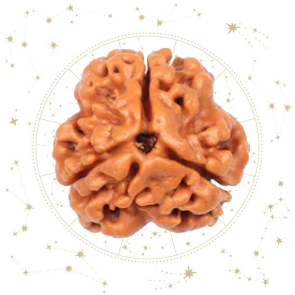 Nepali Teen Mukhi Rudraksha