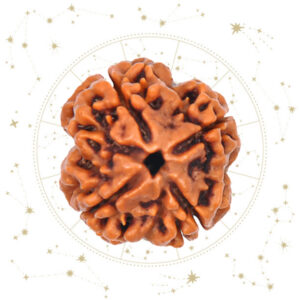 Nepali char Mukhi Rudraksha