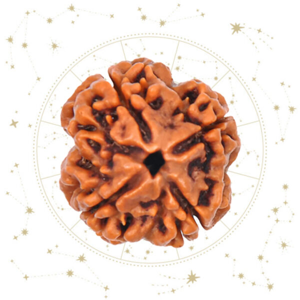 Nepali char Mukhi Rudraksha