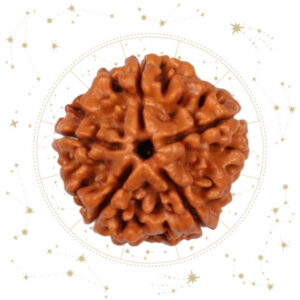 Nepali panch(5) Mukhi Rudraksha