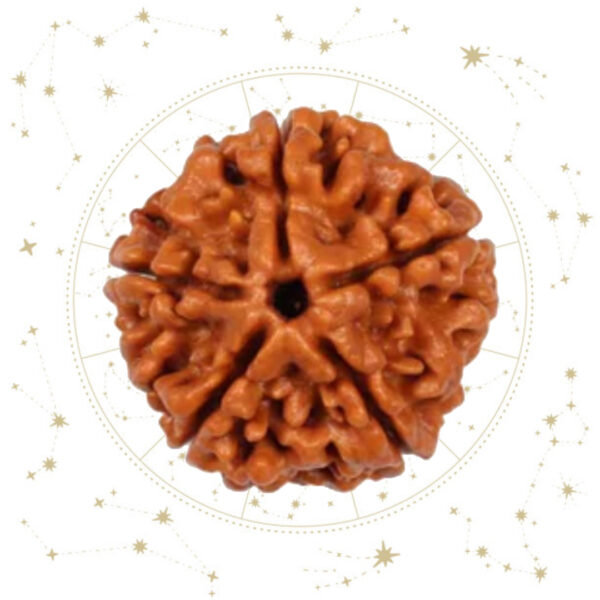 Nepali panch(5) Mukhi Rudraksha