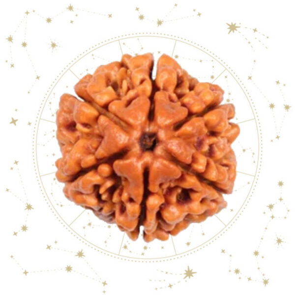 Nepali six(6)Mukhi Rudraksha
