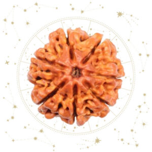 Nepali seven(7) Mukhi Rudraksha