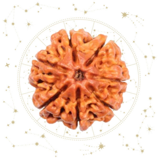 Nepali seven(7) Mukhi Rudraksha