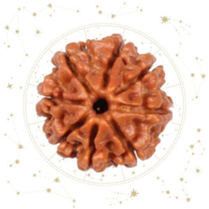 Nepali eight(8) Mukhi Rudraksha