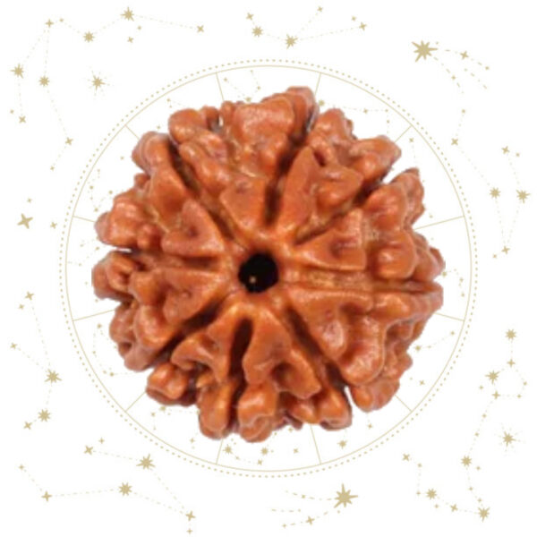 Nepali eight(8) Mukhi Rudraksha