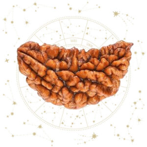 Nepali Ek Mukhi Rudraksha
