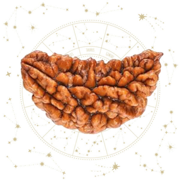 Nepali Ek Mukhi Rudraksha